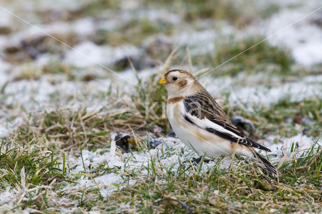 Sneeuwgors (Plectrophenax nivalis)