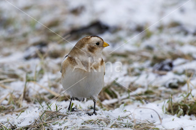 Sneeuwgors (Plectrophenax nivalis)