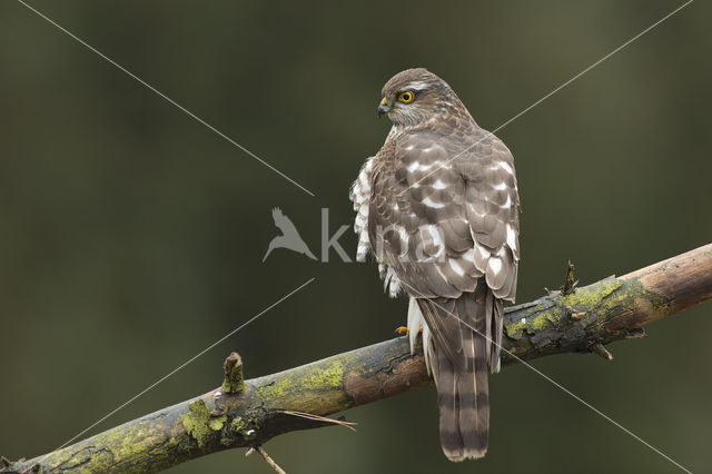 Sperwer (Accipiter nisus)