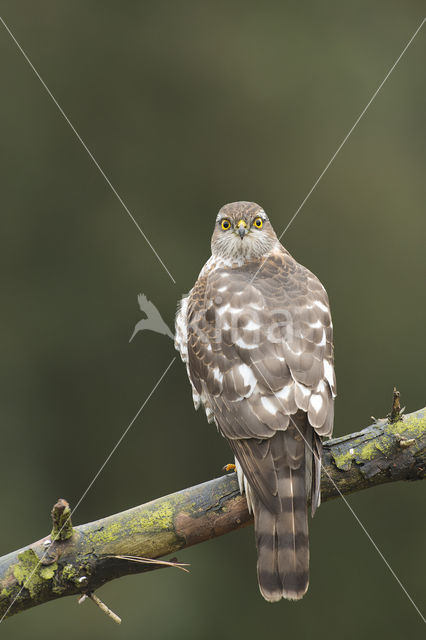 Sperwer (Accipiter nisus)