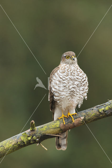 Sperwer (Accipiter nisus)