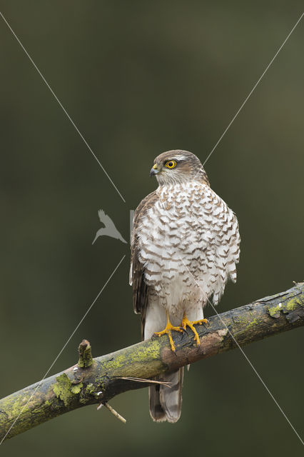 Sperwer (Accipiter nisus)