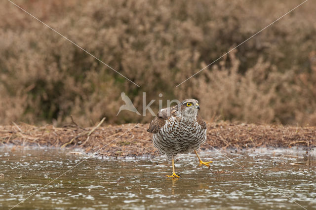 Sperwer (Accipiter nisus)