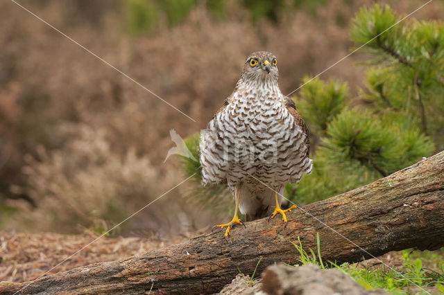 Sperwer (Accipiter nisus)