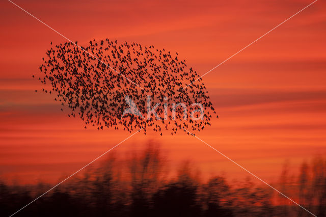 Spreeuw (Sturnus vulgaris)