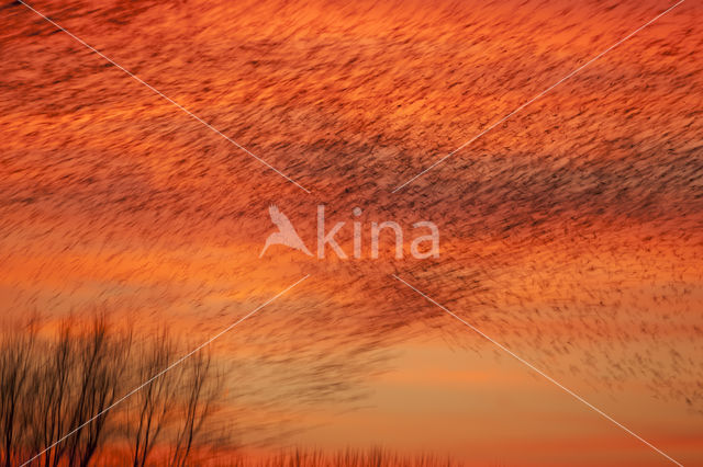 Spreeuw (Sturnus vulgaris)