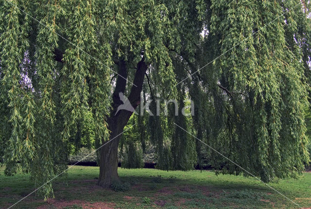 Babylon willow (Salix babylonica)