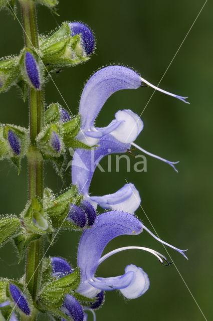 Veldsalie (Salvia pratensis)