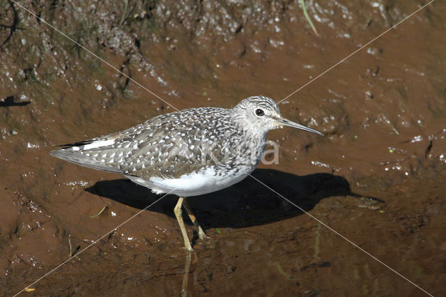 Witgatje (Tringa ochropus)