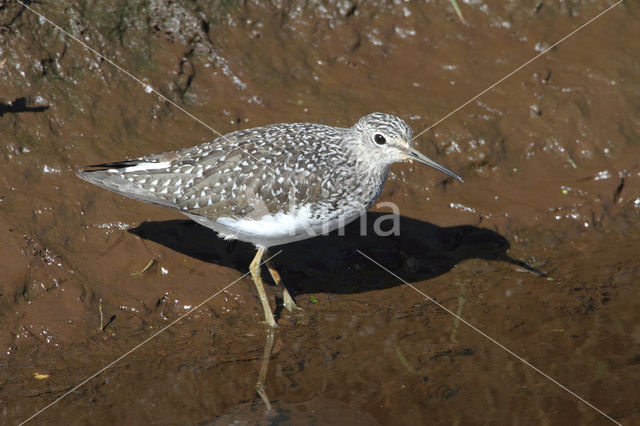 Witgatje (Tringa ochropus)