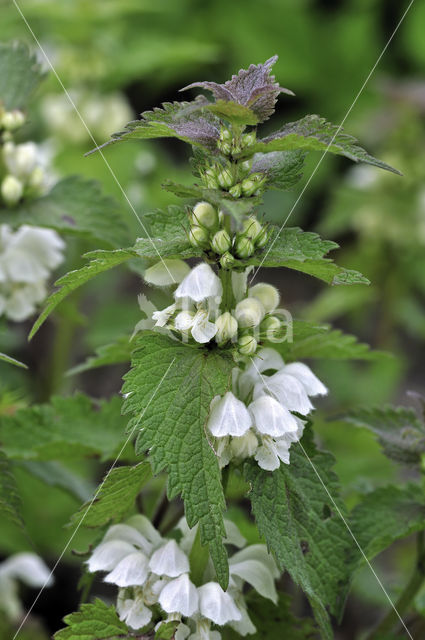 Witte dovenetel (Lamium album)