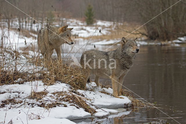 Wolf (Canis lupus)