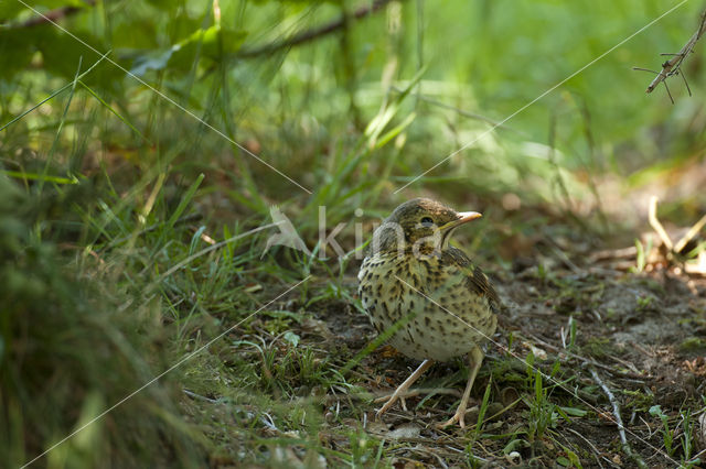 Zanglijster (Turdus philomelos)