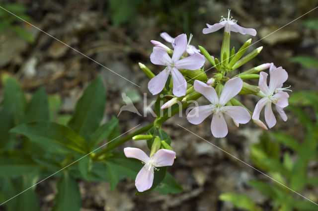 Zeepkruid (Saponaria officinalis)