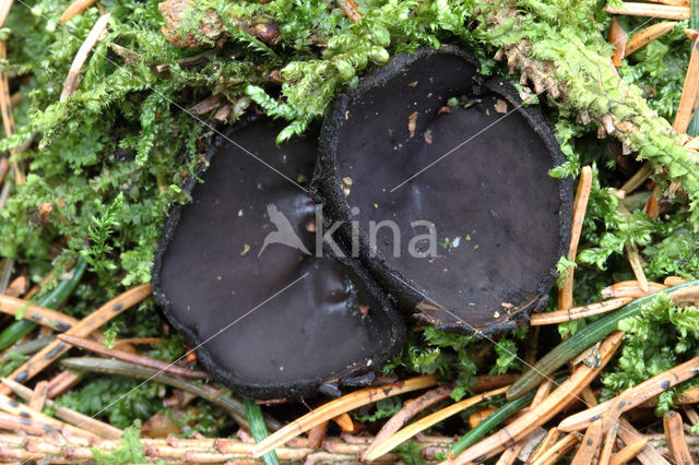 Zwarte bekerzwam (Pseudoplectania nigrella)