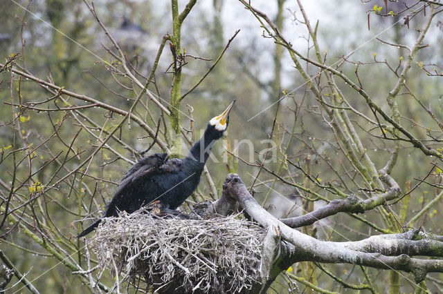 Aalscholver (Phalacrocorax carbo)