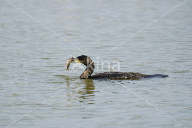 Aalscholver (Phalacrocorax carbo)