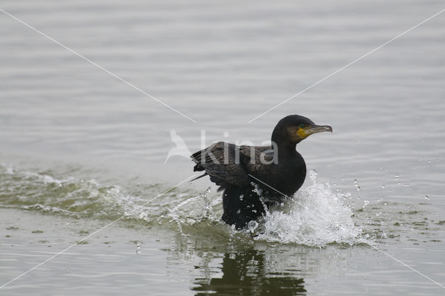 Aalscholver (Phalacrocorax carbo)