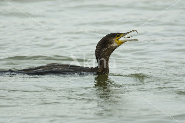 Aalscholver (Phalacrocorax carbo)