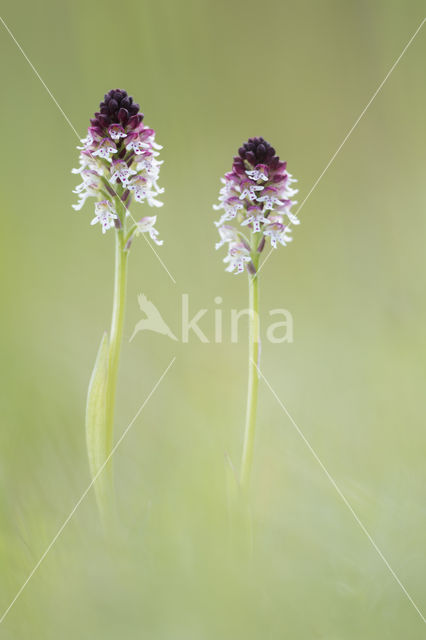 Aangebrande orchis (Neotinea ustulata)