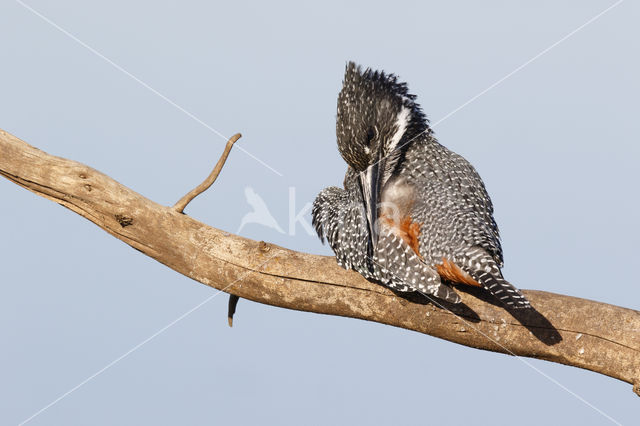 Afrikaanse reuzenijsvogel (Megaceryle maxima)