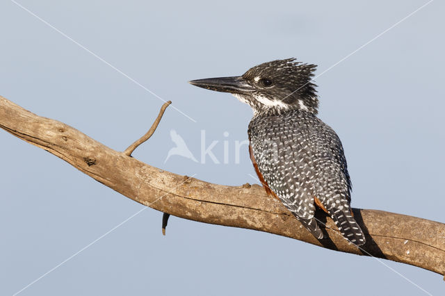 Afrikaanse reuzenijsvogel (Megaceryle maxima)