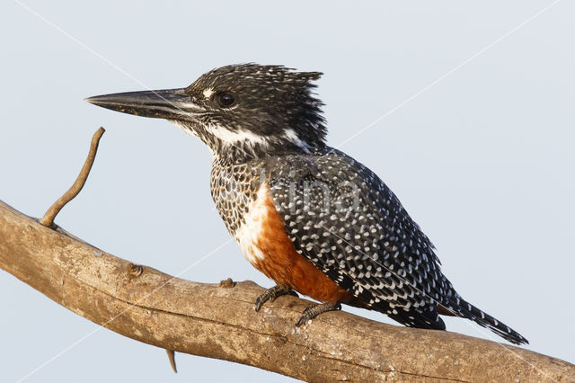 Afrikaanse reuzenijsvogel (Megaceryle maxima)