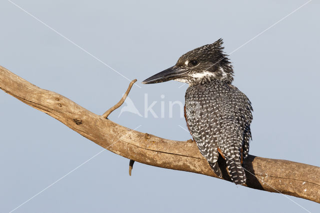 Afrikaanse reuzenijsvogel (Megaceryle maxima)