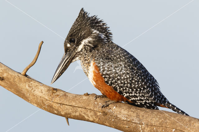 Giant Kingfisher (Megaceryle maxima)