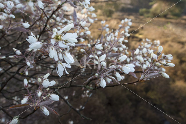 Amerikaans krentenboompje (Amelanchier lamarckii)