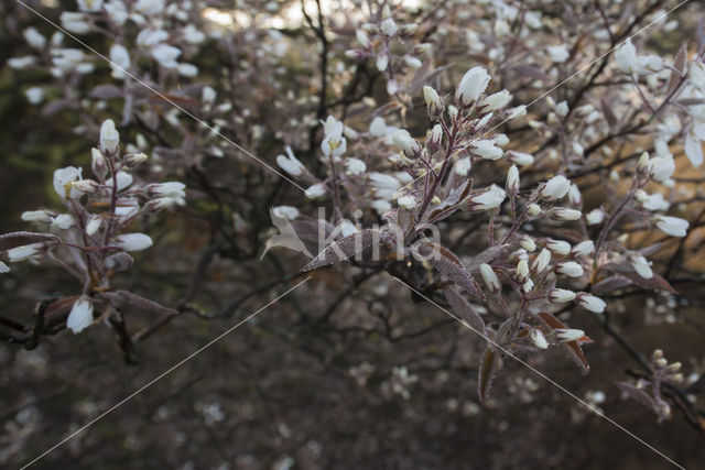 Juneberry (Amelanchier lamarckii)