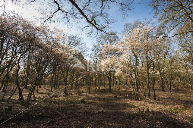 Amerikaans krentenboompje (Amelanchier lamarckii)