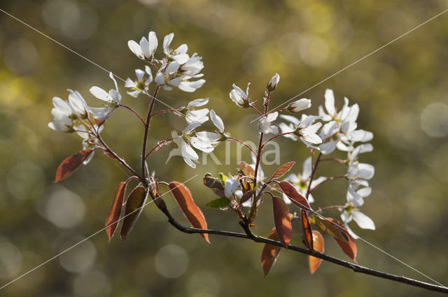 Juneberry (Amelanchier lamarckii)