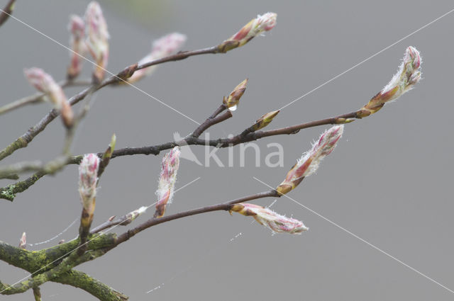 Amerikaans krentenboompje (Amelanchier lamarckii)