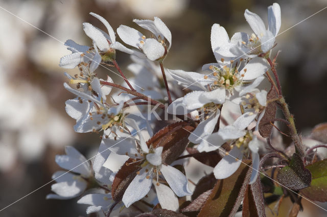 Amerikaans krentenboompje (Amelanchier lamarckii)