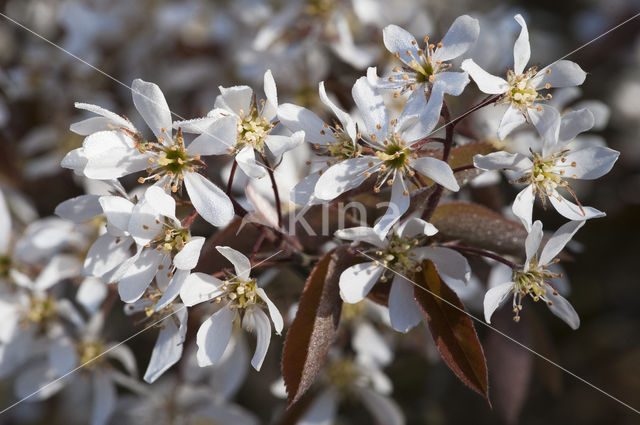 Amerikaans krentenboompje (Amelanchier lamarckii)