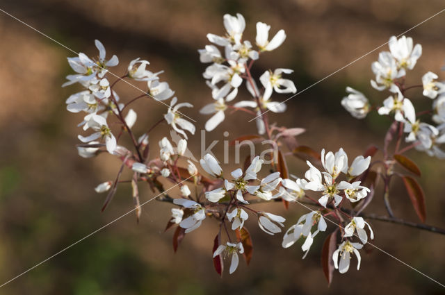 Amerikaans krentenboompje (Amelanchier lamarckii)