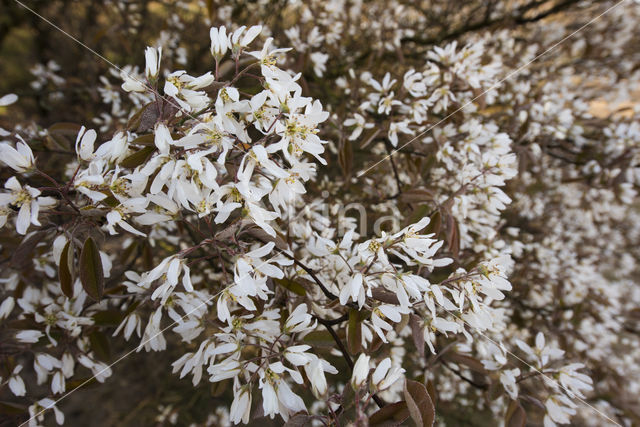 Amerikaans krentenboompje (Amelanchier lamarckii)