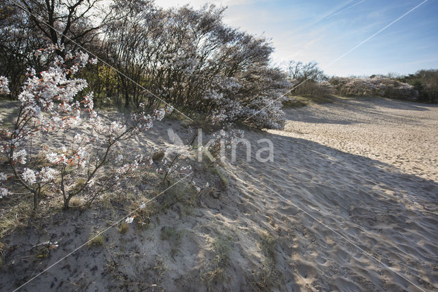 Amerikaans krentenboompje (Amelanchier lamarckii)