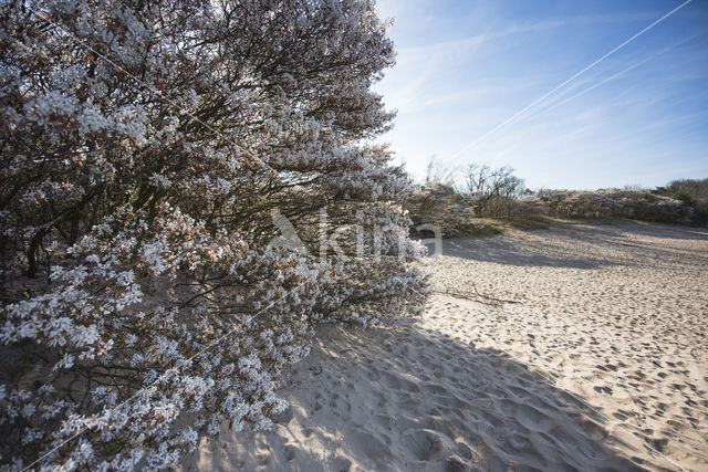 Amerikaans krentenboompje (Amelanchier lamarckii)