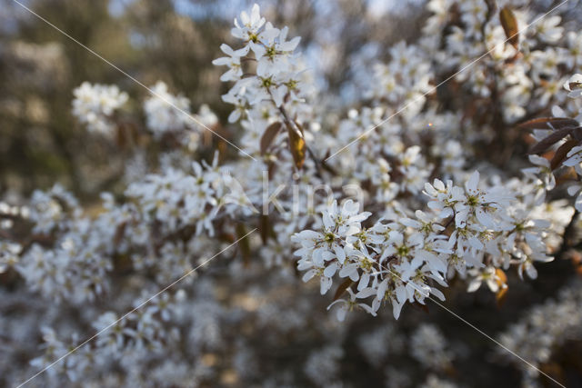 Amerikaans krentenboompje (Amelanchier lamarckii)