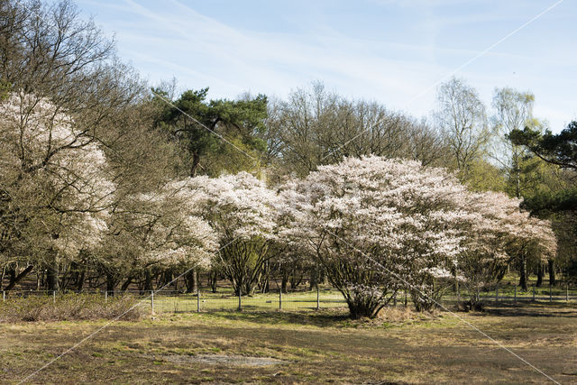 Amerikaans krentenboompje (Amelanchier lamarckii)