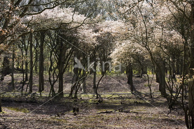 Amerikaans krentenboompje (Amelanchier lamarckii)