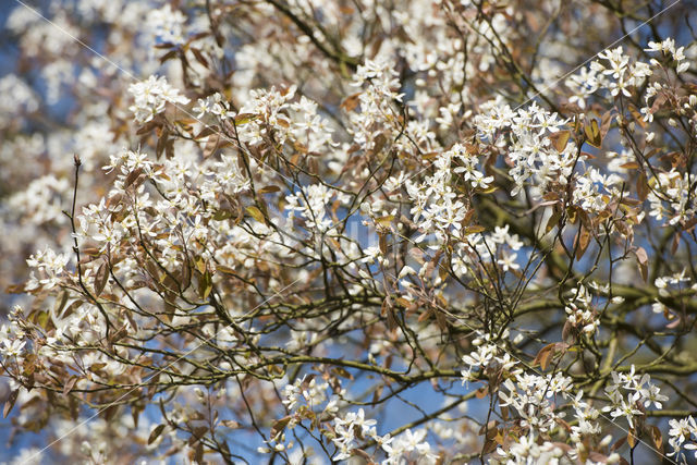 Amerikaans krentenboompje (Amelanchier lamarckii)