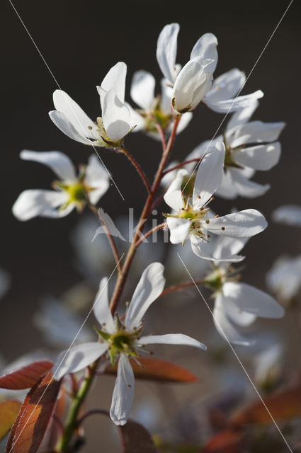 Amerikaans krentenboompje (Amelanchier lamarckii)