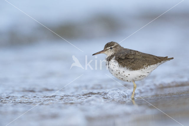 Amerikaanse Oeverloper (Actitis macularius)