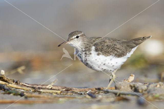 Amerikaanse Oeverloper (Actitis macularius)