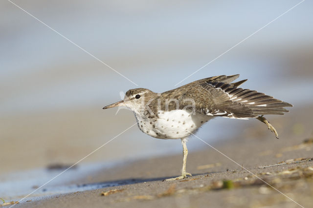 Amerikaanse Oeverloper (Actitis macularius)