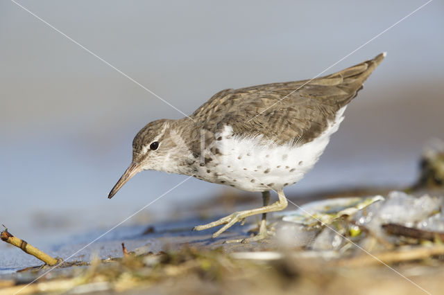 Amerikaanse Oeverloper (Actitis macularius)