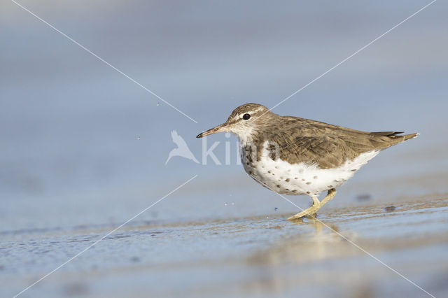 Amerikaanse Oeverloper (Actitis macularius)